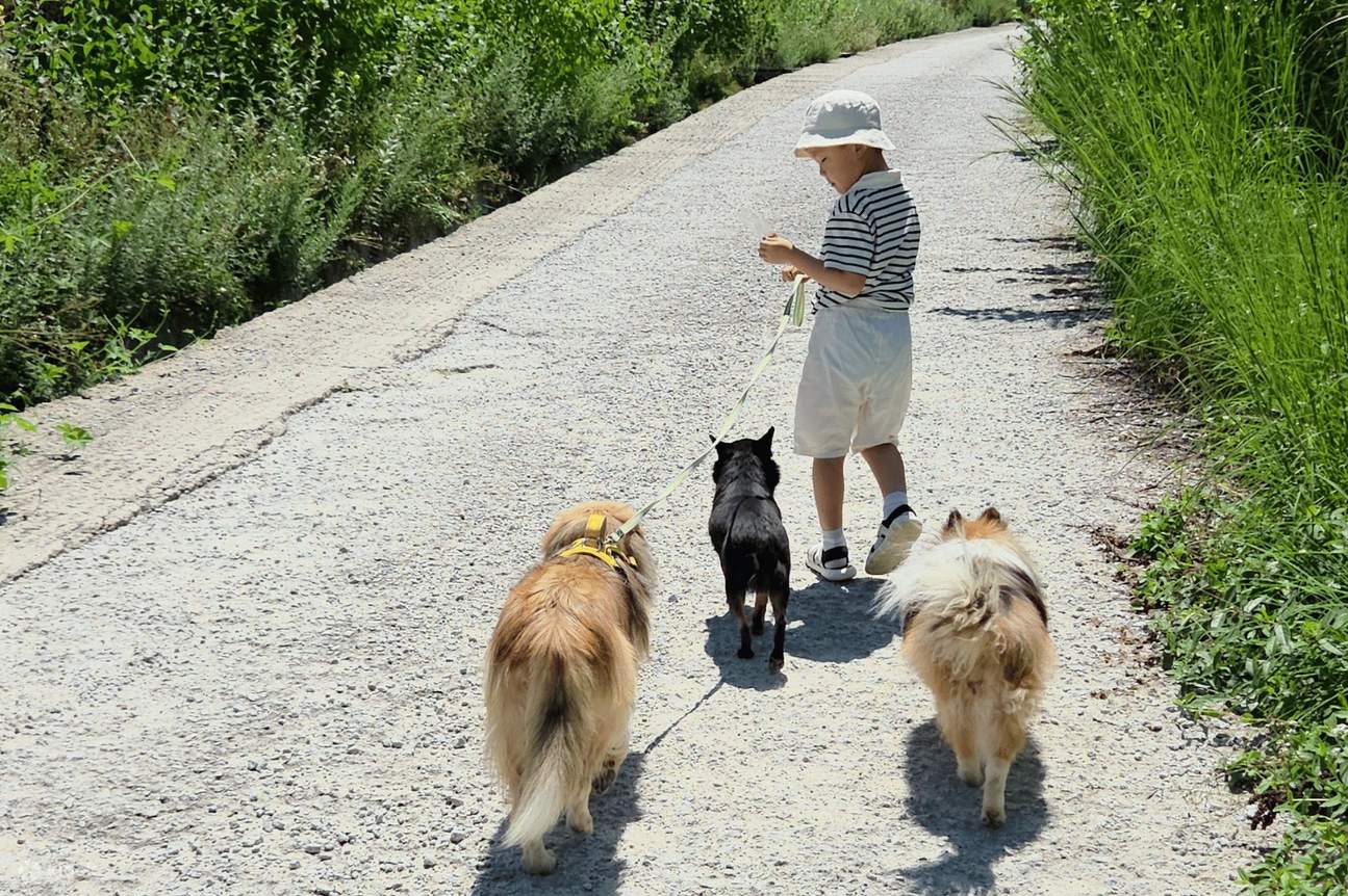 Expérience à la ferme animalière de Yeoju : nourrissez, jouez et créez des liens avec des chiens et des chats